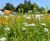 Colour Boost range of wildflower seed mixtures 2