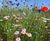 Colour Boost range of wildflower seed mixtures 1