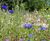 Colour Boost range of wildflower seed mixtures 5