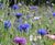 Colour Boost range of wildflower seed mixtures 6