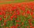Colour Boost range of wildflower seed mixtures 8