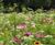 Colour Boost range of wildflower seed mixtures 9