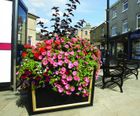 Castaway® planters for large feature planting