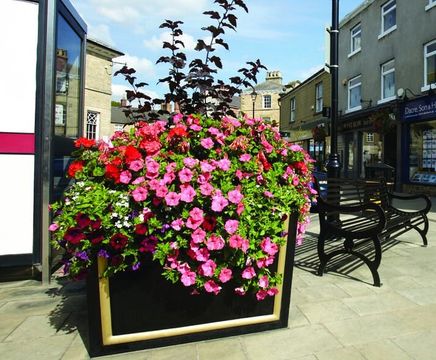 Castaway® planters for large feature planting