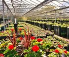 Holestar planters - Melton Mowbray in Bloom