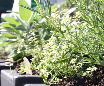 Herb planters tackle parking problems in Didsbury
