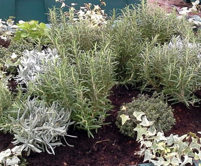 Herb planter range Plantscape