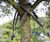 Tree Anchors - Guy Fixing Systems 1