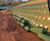 Slope stabilisation, Birmingham Health Innovation Campus 8
