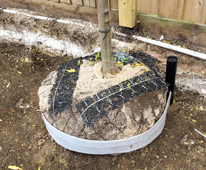 Piddler® tree irrigation and aeration system