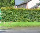 Hornbeam Instant Hedge (Carpinus betulus)