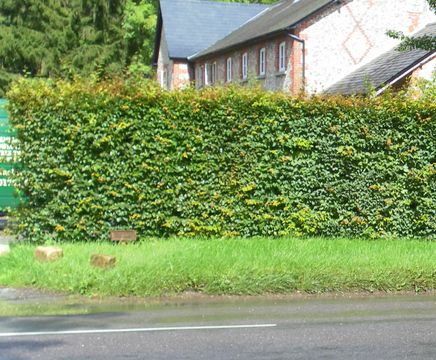 Hornbeam Instant Hedge (Carpinus betulus)
