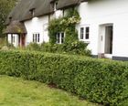 Box Instant Hedge (Buxus sempervirens) Evergreen