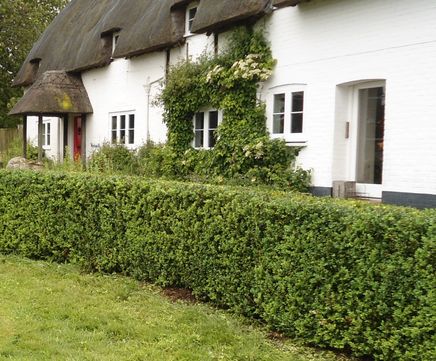 Box Instant Hedge (Buxus sempervirens) Evergreen