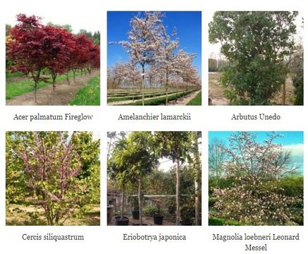 Top 10 trees for smaller gardens