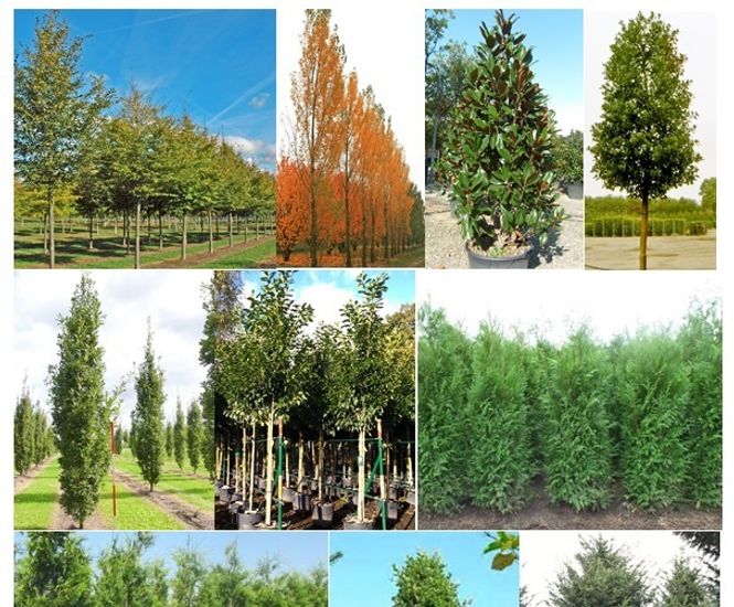 Top 10 screening trees Practicality Brown