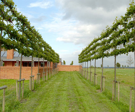 Pleached trees