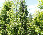 Specimen trees