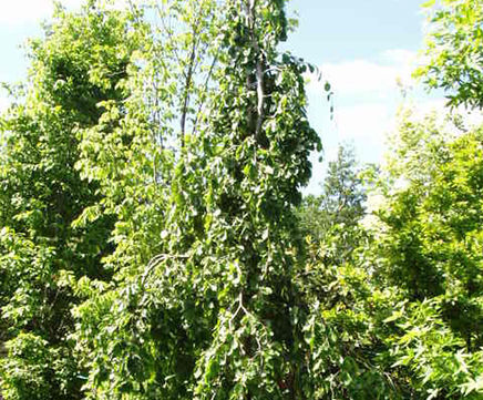 Specimen trees