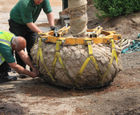 Transplanting large trees by crane into small gardens