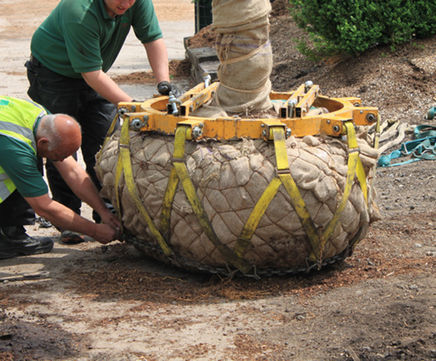 Transplanting large trees by crane into small gardens