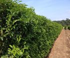 Portuguese Laurel (Prunus lusitanica) - compact evergreen hedge