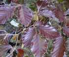 Purple Beech (Fagus sylvatica Purpurea) hedge