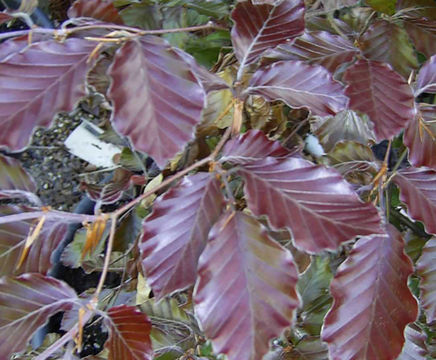 Purple Beech (Fagus sylvatica Purpurea) hedge
