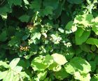 Native Mix Hedge for seasonal interest