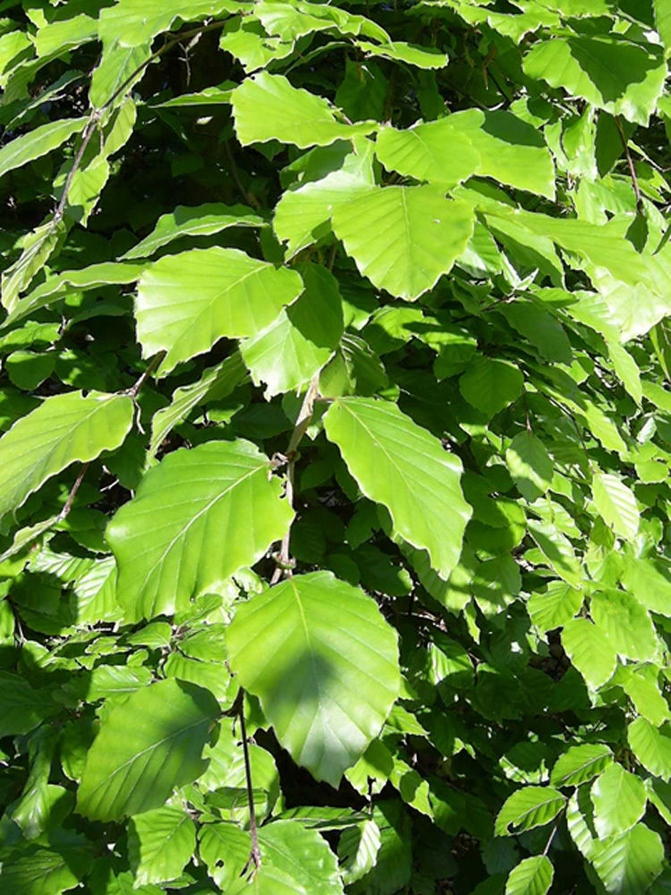 Green Beech Instant Hedge (Fagus Sylvatica) | Practicality Brown