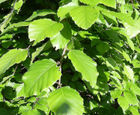 Green Beech instant hedge (Fagus sylvatica) 