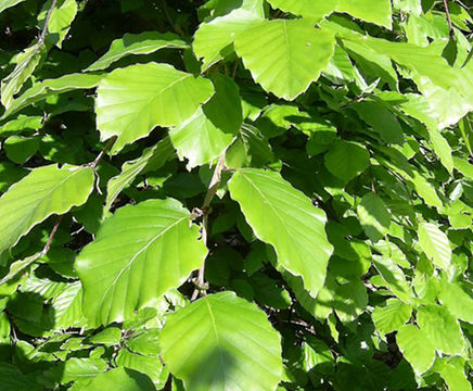 Green Beech instant hedge (Fagus sylvatica) 