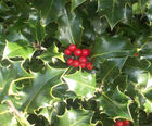 English Holly Instant Hedge (Ilex aquifolium)