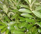 Cherry Laurel Instant Hedge, Prunus laurocerasus