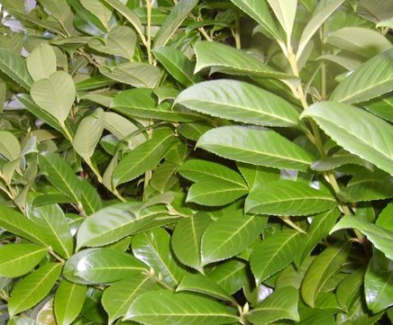 Cherry Laurel Instant Hedge, Prunus laurocerasus