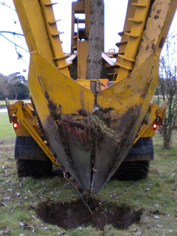 Images for Tree moving and transplanting