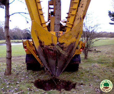 Tree moving, Buckinghamshire Golf Club