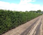 Yew Instant Hedge (Taxus baccata)