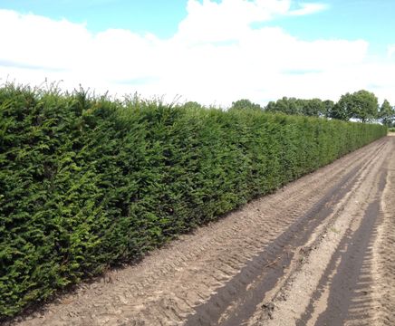 Yew Instant Hedge (Taxus baccata)