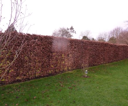 UK-grown instant hedge for an English country garden