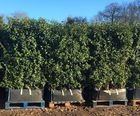 Practical Instant Hedge™ 