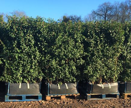 Practical Instant Hedge™ 
