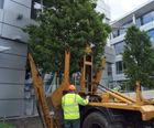 Moving and transplanting trees at Microsoft campus