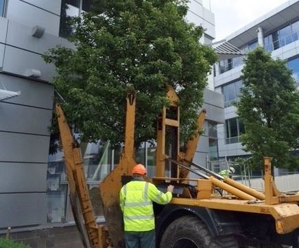 Moving and transplanting trees at Microsoft campus