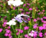 Meadowmat Birds and Bees - wildflower matting - on this page