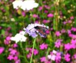 Meadowmat Birds and Bees - wildflower matting