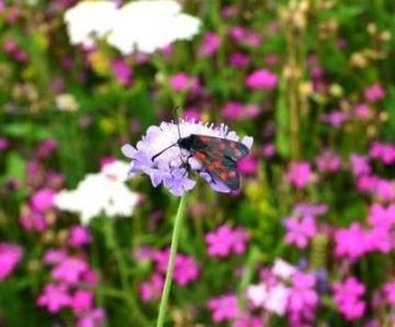 Meadowmat Birds and Bees - wildflower matting