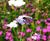Meadowmat Birds and Bees - wildflower matting 0