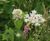 Meadowmat Birds and Bees - wildflower matting 4