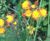 Meadowmat Birds and Bees - wildflower matting 6